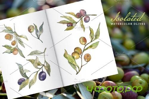 Tasty olives watercolor png - 3728330
