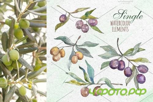 Tuscan Olives green Watercolor png - 3740351