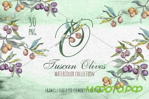 Tuscan Olives green Watercolor png - 3740351
