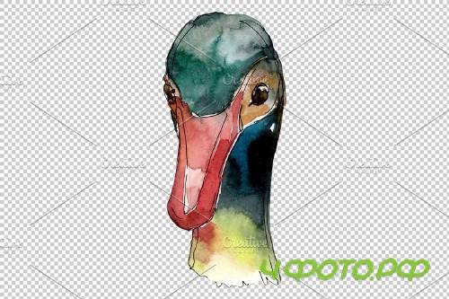 Farm animals: duck head Watercolor - 3742687