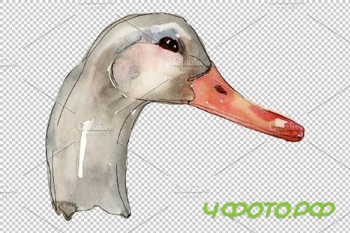 Farm animals: duck head Watercolor - 3742687