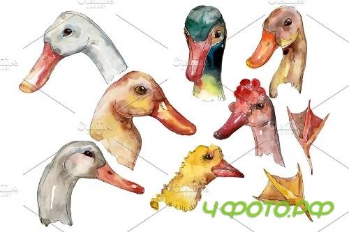 Farm animals: duck head Watercolor - 3742687