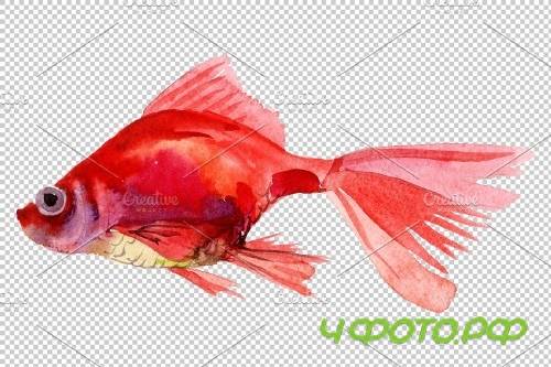 Magic Gold fish Watercolor png - 3746330