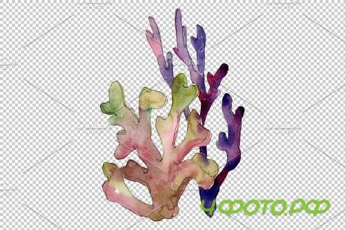 Corals Watercolor png - 3753227