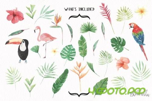 Watercolor Tropical Elements Set - 2485564