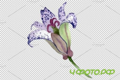 Tricitis Watercolor png - 3778795