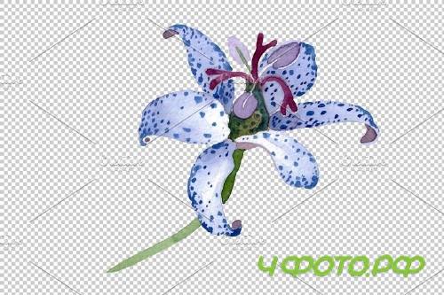 Tricitis Watercolor png - 3778795