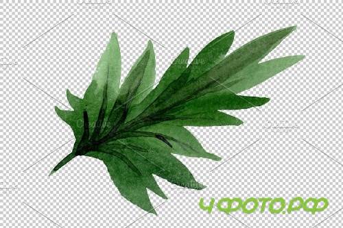 Phacelia Watercolor png - 3778854