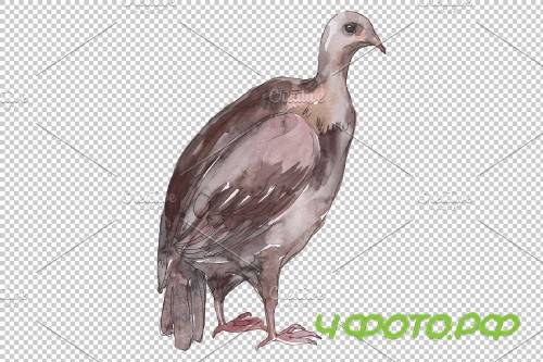 Farm animals: Turkey Watercolor png - 3783960