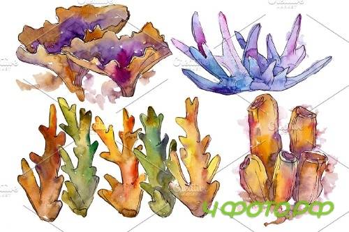 Corals joy of nature watercolor png - 3789019