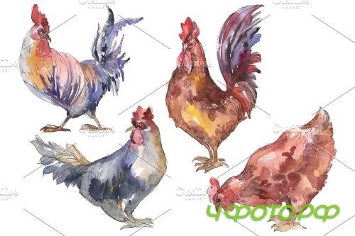 Agriculture: cock,hen Watercolor png - 3784064