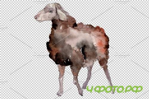 Agriculture:sheep, ram Watercolor png - 3784238