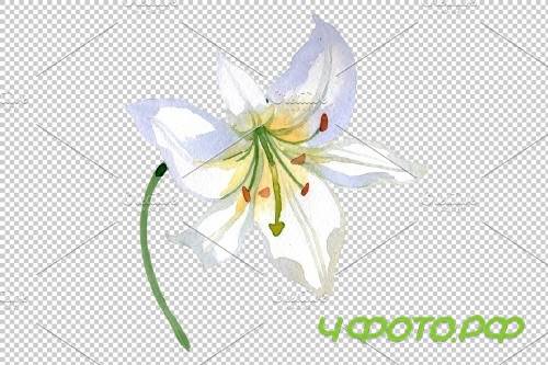 Lily white gift of nature watercolor - 3780779