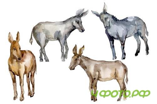 Agriculture: donkey Watercolor png - 3784176