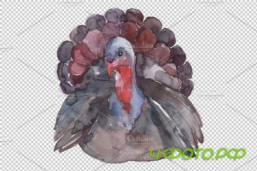 Farm animals: Turkey Watercolor png - 3783960