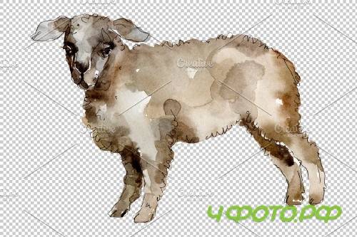 Agriculture:sheep, ram Watercolor png - 3784238