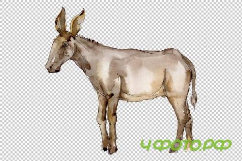 Agriculture: donkey Watercolor png - 3784176