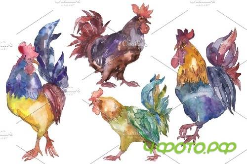 Farm animals: cock Watercolor png - 3784015