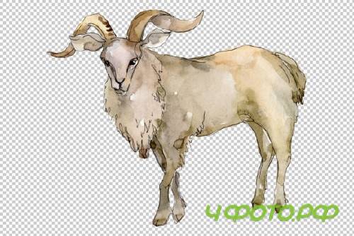 Agriculture: Goat Watercolor Png 260569