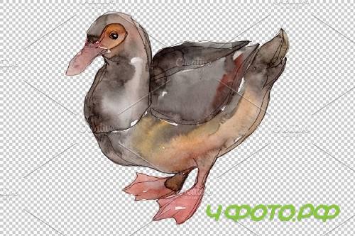 Farm animals: ducks Watercolor png - 3785552