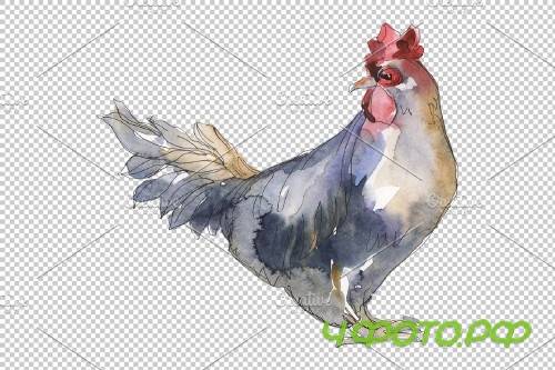 Agriculture: cock,hen Watercolor png - 3784064