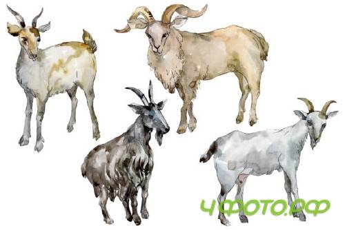 Agriculture: Goat Watercolor Png 260569