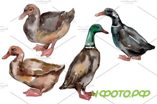 Farm animals: ducks Watercolor png - 3785552