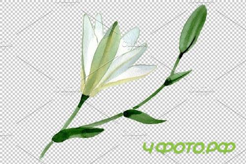 Lily white gift of nature watercolor - 3780779