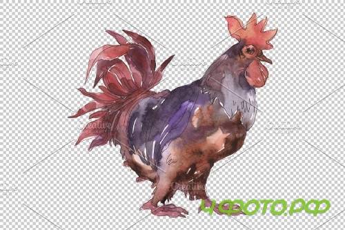 Farm animals: cock Watercolor png - 3784015