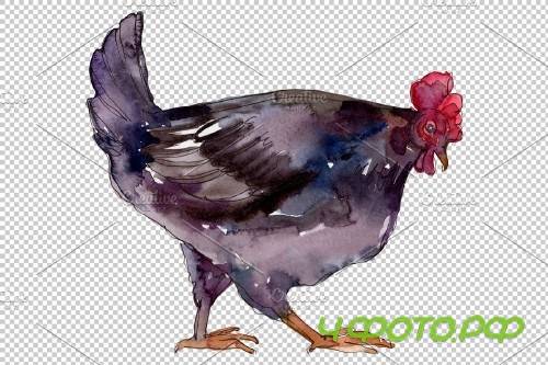 Farm animals:hen Watercolor png - 3785448