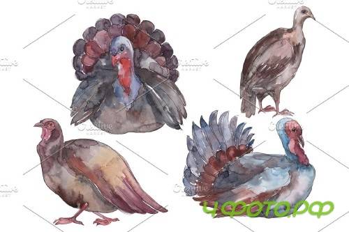Farm animals: Turkey Watercolor png - 3783960