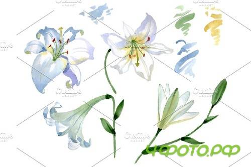 Lily white gift of nature watercolor - 3780779