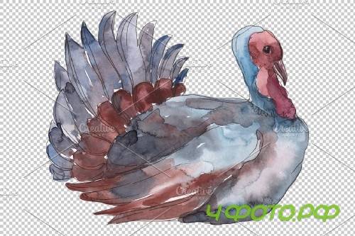Farm animals: Turkey Watercolor png - 3783960