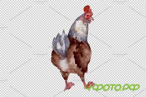 Farm animals:hen Watercolor png - 3785448