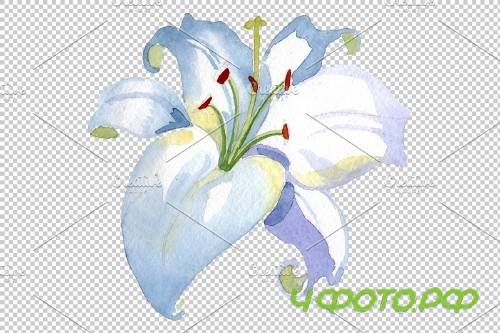 Lily white gift of nature watercolor - 3780779