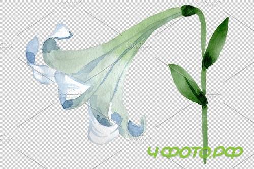 Lily white gift of nature watercolor - 3780779
