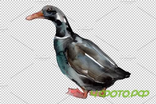 Farm animals: ducks Watercolor png - 3785552