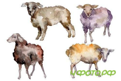 Agriculture:sheep, ram Watercolor png - 3784238