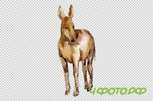 Agriculture: donkey Watercolor png - 3784176