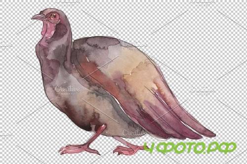 Farm animals: Turkey Watercolor png - 3783960