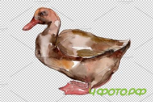 Farm animals: ducks Watercolor png - 3785552