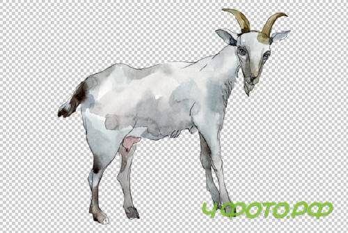 Agriculture: Goat Watercolor Png 260569