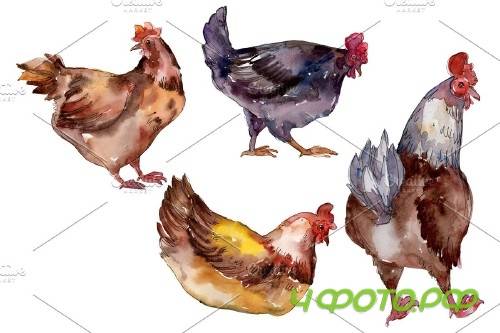 Farm animals:hen Watercolor png - 3785448