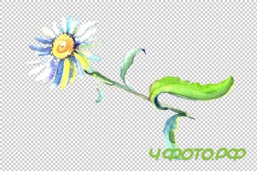 Daisy/chamomile Watercolor png - 3797902
