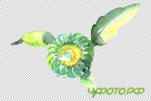 Daisy/chamomile Watercolor png - 3797902