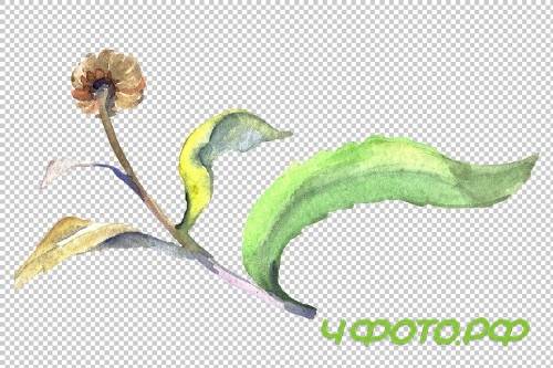 Daisy/chamomile Watercolor png - 3797902