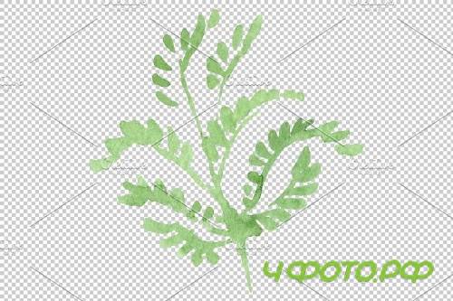 Flowers ranunculus watercolor png - 3808355
