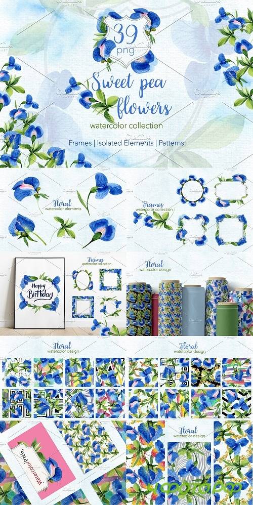Sweet pea flowers Watercolor png - 3804218