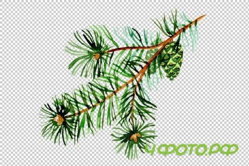 Branches of spruce and pine png set - 3082869