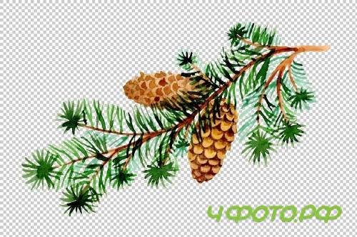 Branches of spruce and pine png set - 3082869